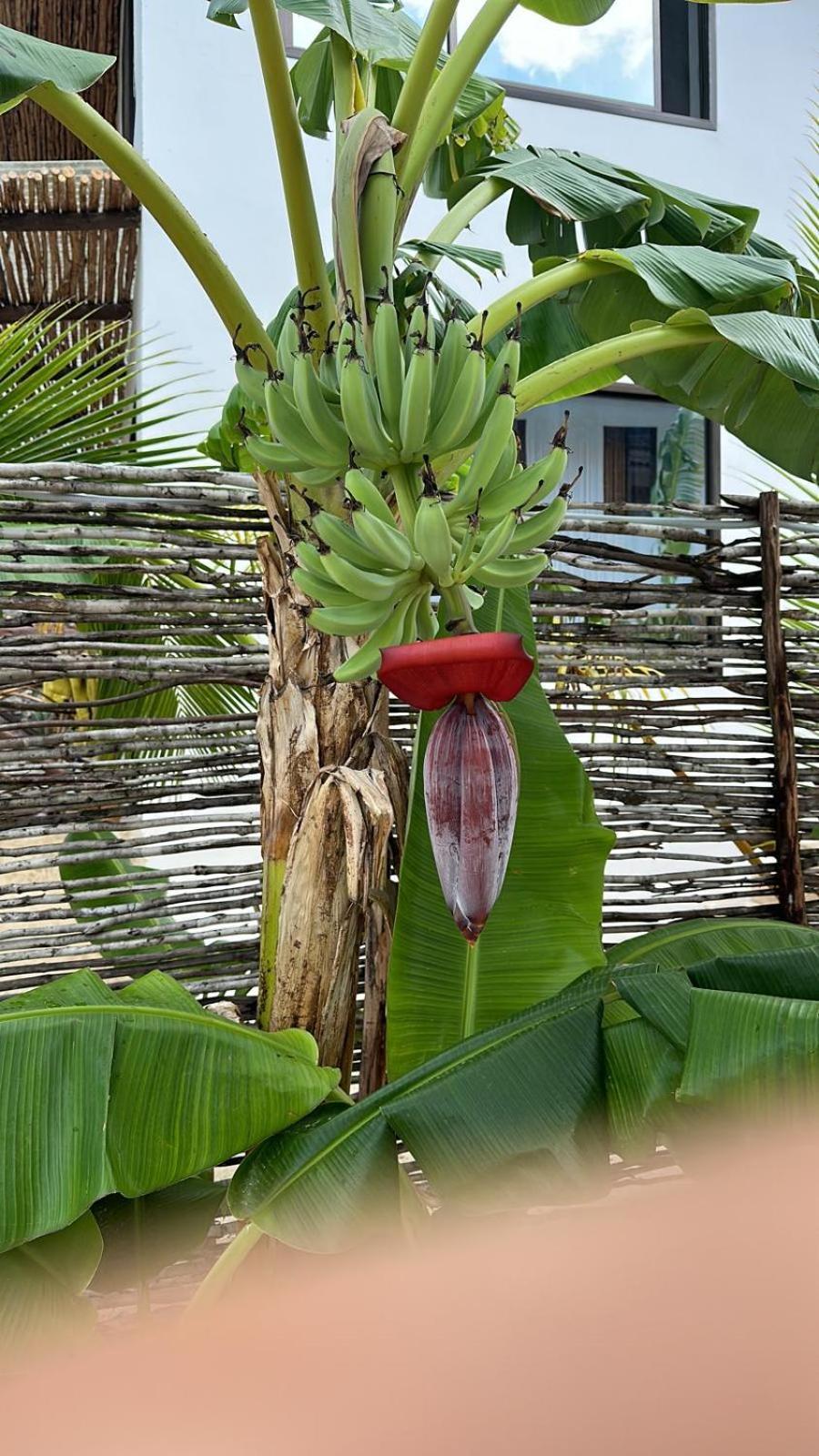 Maracuja Villa Zanzibar Bwejuu Exteriér fotografie